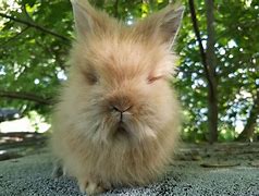 Image result for Lionhead Rabbit Temperament