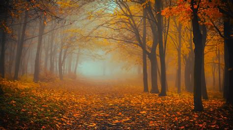 Wallpaper forest, fog, autumn, foliage hd, picture, image