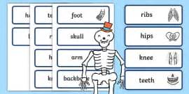 What are Bones Made of? | Bones in the Human Body | Wiki
