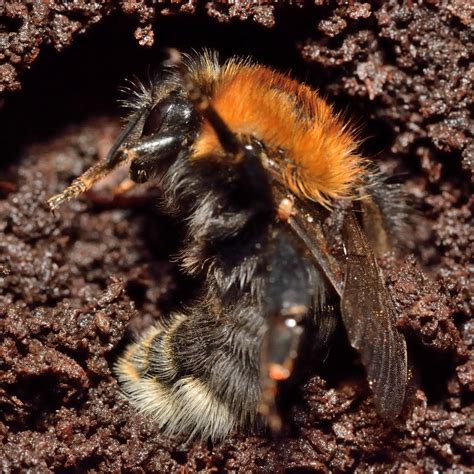 Do Bees Hibernate – Necta & Hive