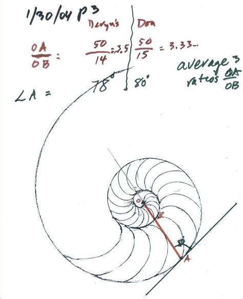 Image result for Easy Shell Line Drawings