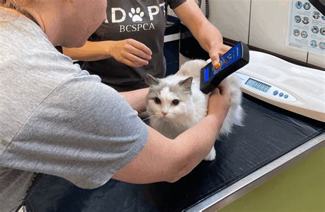 Free Microchip Clinic in Vancouver Empowers Pet Guardians Across the ...