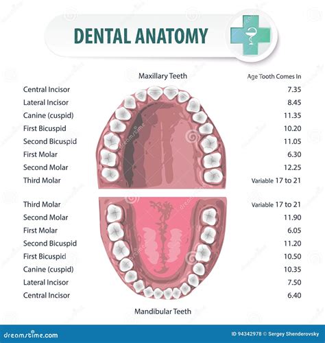 Teeth Anatomy Names