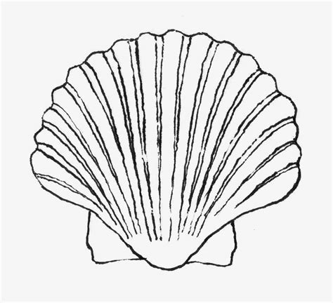 Image result for Easy Simple Shell Drawing