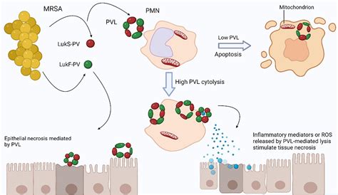 Frontiers | MRSA compendium of epidemiology, transmission, pathophysiology, treatment, and ...