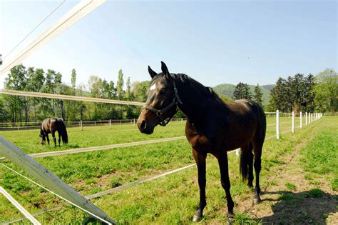 How Much Does It Cost For Horse Boarding at Pablo Joyce blog