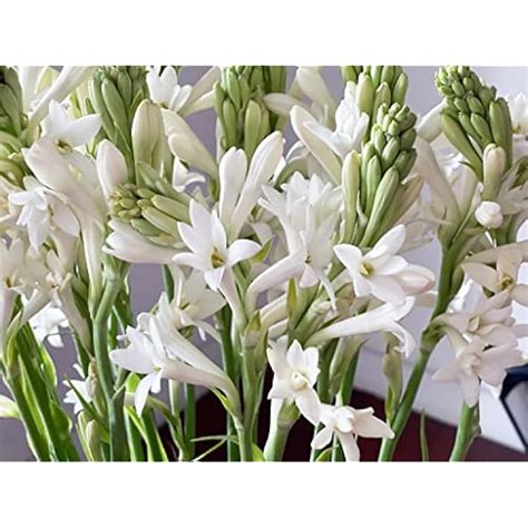 SB Polianthes tuberosa 'Tuberose' Single Bloom Bulbs / India | Ubuy
