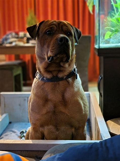 Bullweiler Frances