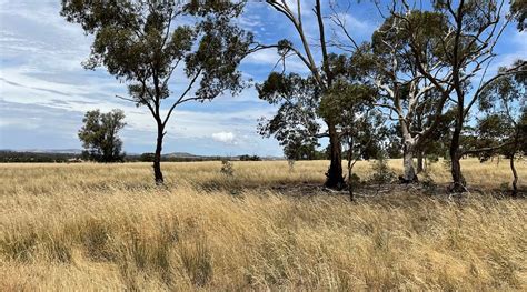 MOUNT DOBOOBETIC BUSHLAND RESERVE (2025) All You Need to Know BEFORE ...