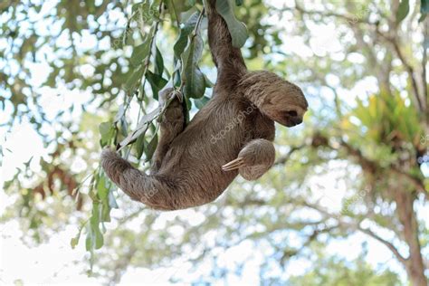Sloth Climbing Tree 的图像结果