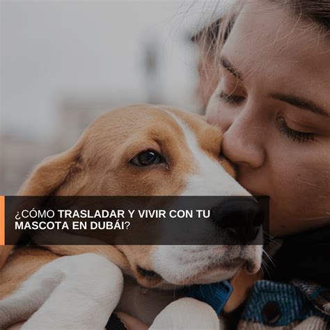 ¿Cómo trasladar y vivir con tu mascota en Dubái? : Kangurú Perú