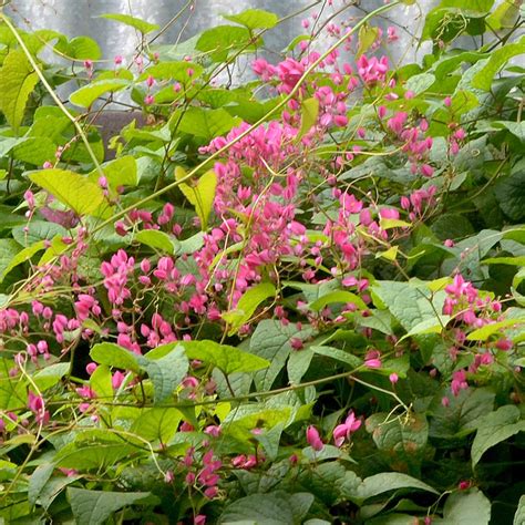 myBageecha - Honolulu Creeper Live Plant | Mexican Creeper | Antigonon ...