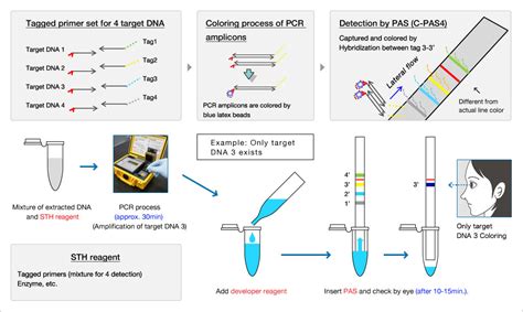 Single-Stranded Tag Hybridaization Printed Array Strip - Invitromed Devices