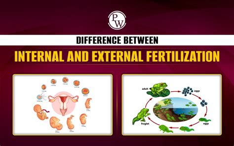 Image result for Human Internal Fertilization