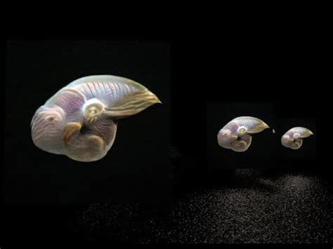 Alien Evolution History 的图像结果