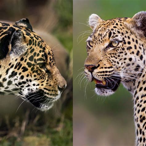 Difference Between Jaguar And Leopard