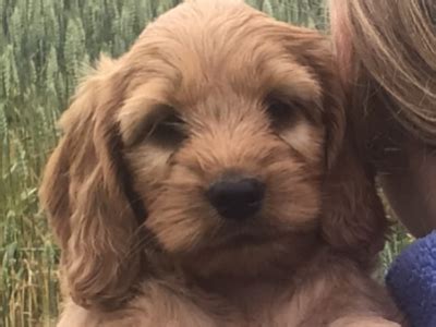 Image result for Cockapoo for Sale Cork