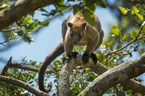 37 Facts About Star Apple - Facts.net