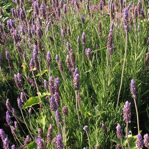 French Lavender Plants