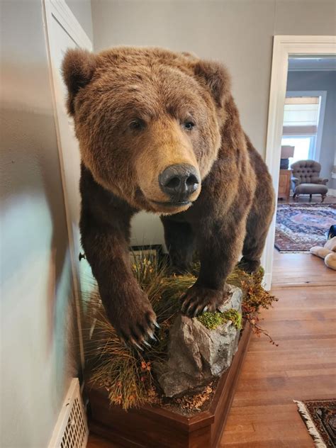 50 % OFF ADVENTURES OF A BIG GAME HUNTER... starts on 6/8/2023