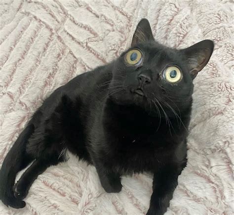 Jinx the cat, known for huge eyes and wonky feet, to become mayor of ...