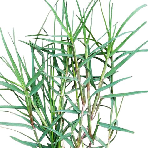 Grass Seeds – seed and plant