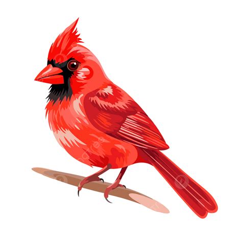 Cardinal Clipart Cartoon Of Large Red Cardinal Sitting On A Branch ...