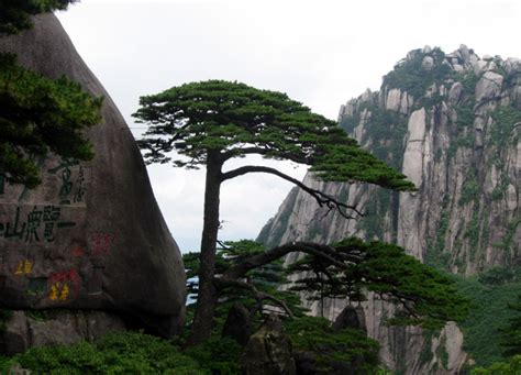 中国最贵的三棵树 —【发财农业网】