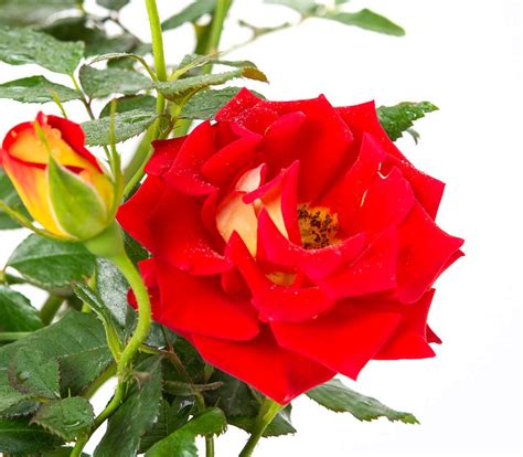 Rose Ketchup & Mustard - Rosa Ketchup & Mustard günstig kaufen