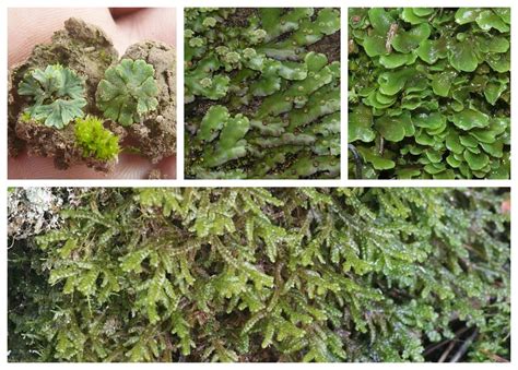 Classification and economic importance of Bryophytes — lesson. Science ...