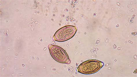 DOCTARIS