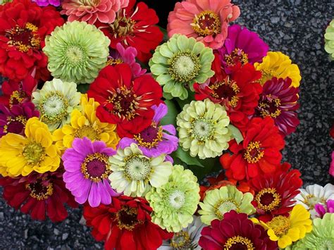 Things to Know About Rainbow Zinnias | Pansy Maiden
