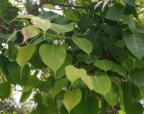 Which Tree is known as the Bodhi Tree?