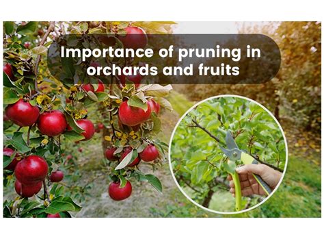 Importance of pruning in orchards and fruits
