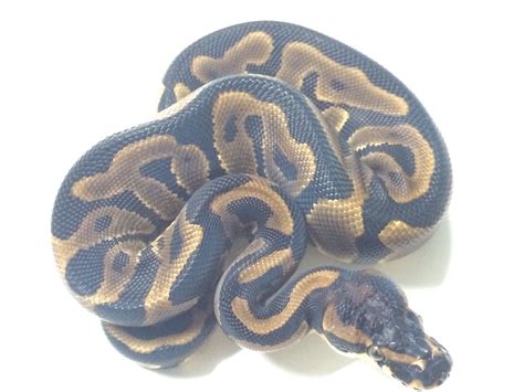 Image result for Leopard Yankie Ball Python