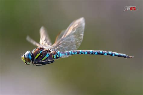 Colorful dragonfly in flight | Dragonfly symbolism, Colorful dragonfly ...
