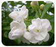 ORGANIC FARMING :: Disease Management of Horticultural Crops