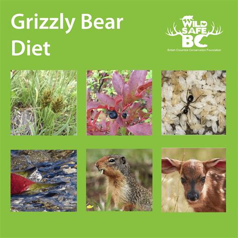 Grizzly Bear Diet