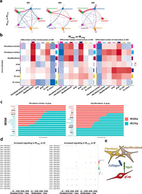 Cell-Cell Interaction 的图像结果