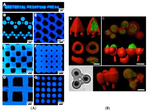 Biofabrication of Bacterial Constructs: New Three-Dimensional Biomaterials