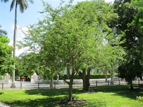 Knessin Tamarind, imli or Tamarindus indica Tree -[200 Seeds] : Amazon ...