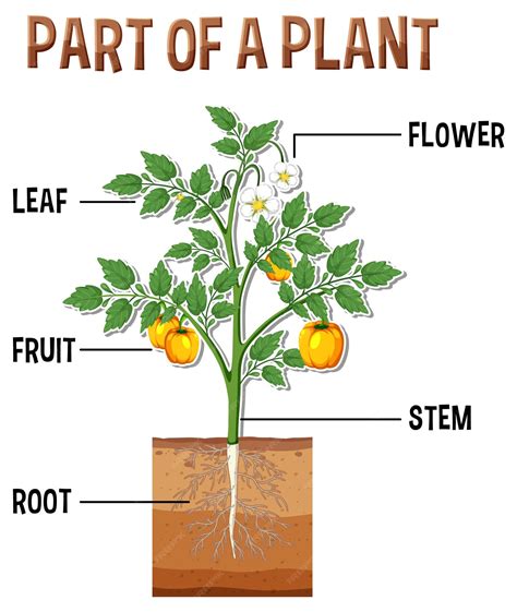 Diagram showing parts of a plant | Premium Vector
