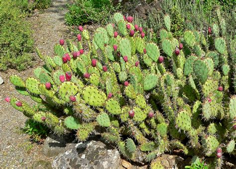 Opuntia - Wikipedia
