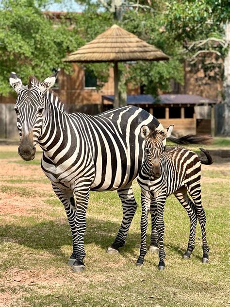 Hattiesburg Zoo