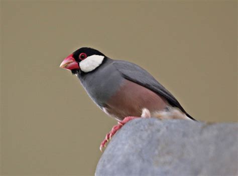 Image result for Java Sparrow Bird