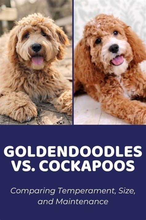 Image result for Cockapoo vs Goldendoodle