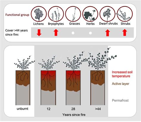 Image result for Secondary Succession Fire Example