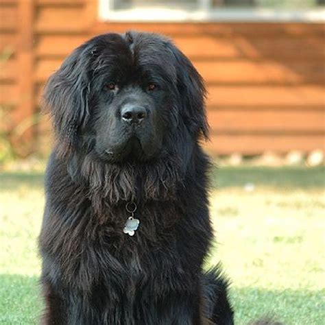 Image result for Dogs Programmes