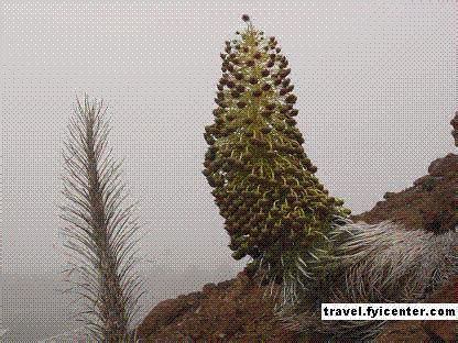 Image result for GIF File Extension