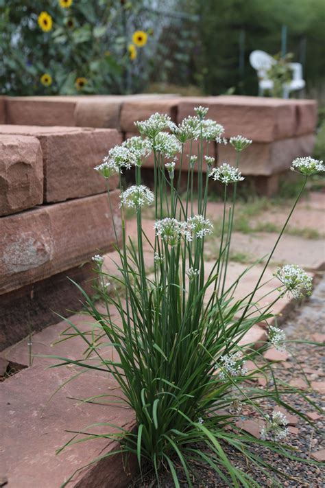 Opportunity Alert! Seeking nominations for the DUG Change Committee. ️ ...